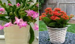 Loài cây sợ 'uống nước', không cần tưới mỗi ngày, đặc biệt trong mùa thu, hễ có nước là cây thối rễ 