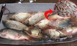 Mua cá mà chỉ ăn mỗi phần thịt thì thật đáng tiếc! Có một thứ nhiều người thường bỏ đi nhưng được bán với giá 9 triệu đồng/kg 