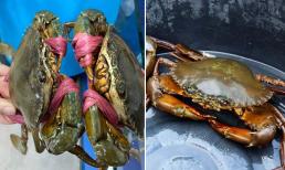 Cua mua về chưa ăn đừng cho vào tủ lạnh, làm theo cách này cua sống cả tuần vẫn chắc thịt, không bị óp