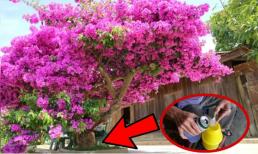 Tưới mãi nước lã bảo sao hoa giấy càng ngày càng còi, hàng xóm của tôi trồng và thường tưới 2 loại nước này, hoa giấy ra quanh năm 