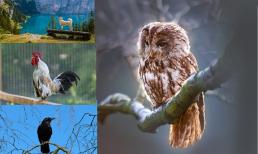 Người xưa có câu: “Trong nhà có năm cuộc gọi, tai họa chắc chắn sẽ đến”. Nó đề cập đến năm 'cuộc gọi' nào? Bạn đã từng gặp?