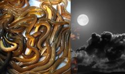 Lươn trông trăng là gì? Tại sao ông bà ta khuyên dù nghèo đến đâu cũng không nên ăn?