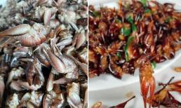 Loại tôm sống trong hốc cây ở rừng, giá 500 nghìn/1kg, người thành phố đua nhau săn lùng để mua