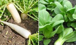 Tháng 9 nên trồng rau củ gì cho đúng vụ? Mẹo chăm sóc rau củ vừa nhàn vừa hái 'mỏi tay' không hết