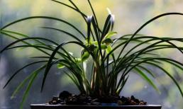 Dù bạn trồng loại lan nào thì cứ chôn hai thứ này vào chậu, rễ và lá của cây lan có thể nhanh chóng nở hoa mạnh mẽ và có hương thơm ngào ngạt