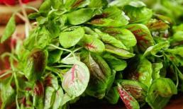 3 loại “rau trường thọ” nhất định phải ăn trong tháng 9! Hàm lượng axit folic gấp 46 lần dưa chuột, tươi ngon bổ dưỡng