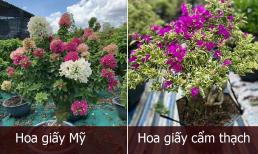 Bạn có biết hoa giấy có mấy loại? Và loại nào nở hoa nhiều nhất, bền và đẹp nhất?