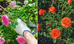 Chăm sóc hoa hồng vào mùa thu nhớ nguyên tắc vàng '1 cắt - 3 cần', cây phát triển nhanh, hoa nở rộ