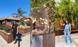 Khám phá khu vườn trĩu trái bên trong biệt thự của Hoa hậu Dương Mỹ Linh tại Mỹ 