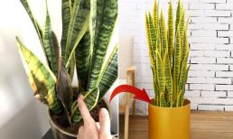 Cây lưỡi hổ có 3 'nỗi sợ' vào mùa thu, nếu không biết cách chăm, cây dễ vàng lá và thối rễ 