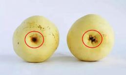 Khi mua lê thì nên chọn “lê đực” hay “lê cái” sẽ ngon hơn? Chủ cửa hàng hoa quả dạy mẹo chọn lê thơm ngọt và mọng nước