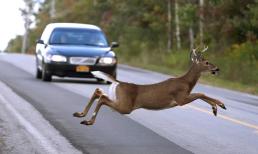 Bạn nên xử lý như thế nào nếu động vật đột nhiên xuất hiện trước mặt khi đang lái xe?