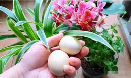 4 thứ nhỏ nhặt trong thùng rác, nhặt lên ném vào chậu hoa, các loại hoa sẽ nở rộ