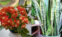 3 loại hoa thích hợp cho người lười, dễ chăm sóc, ít bị bệnh, 30 ngày không tưới nước vẫn tràn đầy sức sống