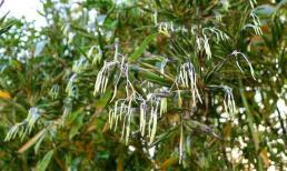 Khi tre nở hoa có thực sự là điềm báo trước “tai họa”?