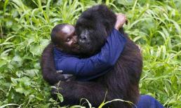 Con người và khỉ đột có thể có con không? Các nhà khoa học có được câu trả lời sau nghiên cứu “cá nhân”