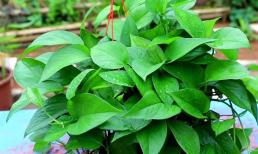 Vào mùa thu bón phân bổ sung cho củ cải xanh, chồi và lá mới sẽ phát triển nhanh chóng, lá có màu xanh tươi và to hơn lòng bàn tay