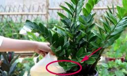 Tưới vào cây kim tiền 4 thứ này là chồi non đua nhau mọc, không lo vàng lá