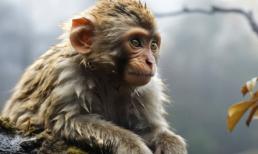 Tử vi tuần mới (18/9 - 24/9): top 3 con giáp phất lên như diều gặp gió, dám nghĩ dám làm, tài lộc dồi dào, tình duyên khởi sắc