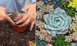 Trồng sen đá có 3 nguyên tắc bất di bất dịch, sen đá sống cả chục năm vẫn căng mọng, không rụng lá