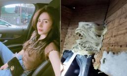 Bị chỉ trích là 'ác, cướp nhà của chim yến', ca sĩ Thủy Tiên nói gì?