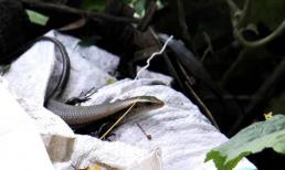 Con vật được xem như 'lộc trời cho', chui ra từ bụi rậm, nhìn không ai dám ăn nhưng lại là đặc sản có giá 350.000 đồng/kg