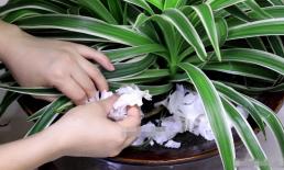 Đừng vứt vỏ tỏi ở nhà, đó là một 'kho báu' lớn. Nó có nhiều công dụng, tiết kiệm tiền và dễ sử dụng, thiết thực cho mọi người