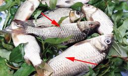 Mua cá bụng to hay bụng nhỏ sẽ ngon hơn? Người bán lâu năm cho lời khuyên để chọn được cá nhiều thịt