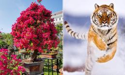 Người thuộc tuổi này trồng hoa giấy sẽ như 'cá chép hóa rồng', làm ăn thuận lợi, tiền vào như nước