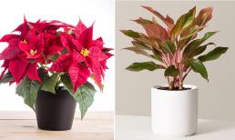 Dù có đam mê đến đâu, người mệnh Kim cũng không được trồng cây này kẻo 'tán gia bại sản, mất hết phúc khí'