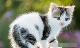 Nếu mèo của bạn có bất kỳ triệu chứng nào trong số này, hãy tẩy giun càng sớm càng tốt, nếu không tình hình sẽ trở nên tồi tệ hơn