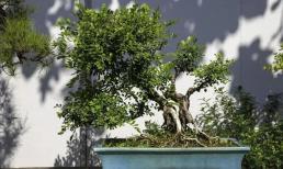 Như câu nói: “Ba điều bạn nhìn thấy khi mở cửa sẽ khiến gia đình thịnh vượng và hạnh phúc”. Họ đang đề cập đến ba điều gì? Hãy xem nhà bạn có không