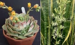 Nếu 5 cây này nở hoa thì đừng vội mừng, hãy cắt ngay kẻo tai ương ập đến