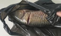 Khi mua cá, tại sao người bán cá lại thích cho cá vào túi màu đen? Phải chăng có điều gì 'mờ ám' ẩn giấu đằng sau?