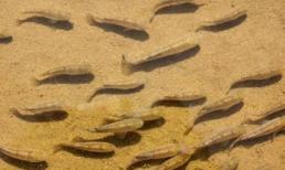 Cá sa mạc: Bị cô lập khỏi thế giới 50.000 năm, nó có thể tồn tại mà không cần ăn uống, chỉ còn 38 con trên thế giới với phí bảo tồn 90 tỉ đồng