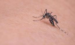 Nghiên cứu cảnh báo: Một loạt muỗi ‘đột biến’, phun thuốc trừ sâu cũng vô dụng