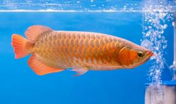 Có 12 vấn đề mà người mới bắt đầu nuôi cá cảnh gặp phải, tất cả đều không nên bỏ qua!