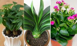 Trồng hoa chậu lớn hay chậu nhỏ sẽ tốt cho cây hơn? Bốn loại hoa này thích chậu nhỏ, tưới nước cho cây thật dễ dàng