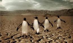 Trái đất sẽ ra sao sau khi con người biến mất?