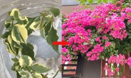Mẹo giâm cành hoa giấy chỉ dùng giấy vệ sinh 7 ngày là bén rễ, chẳng tốn tiền mua giống cây 