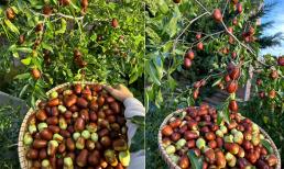 Hồng táo đang bán với giá đắt đỏ, được người Việt ưa chuộng hóa ra lại rất dễ trồng