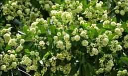 Hoa sữa vào mùa tỏa mùi thơm ngào ngạt khiến dân tình 'bất mãn', nhưng có công dụng bất ngờ với sức khỏe