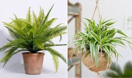 Loại cây thích hợp cho những ngôi nhà thiếu ánh nắng, vừa dễ chăm lại hút tài lộc