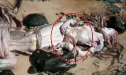 “Nàng tiên cá” đã xuất hiện nhiều lần ở Biển Đông? Đuôi cá khiến ngư dân, chuyên gia khiếp sợ, được ghi trong Sơn Hải Kinh