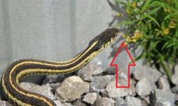 Rắn sợ hai loại hoa, nếu bạn để vài bông trong nhà, rắn sẽ không dám vào nhà bạn