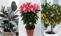 5 loại “cây trồng trong chậu lớn” mang ý nghĩa may mắn, đặt một cây trong phòng khách sẽ rất đẹp và tươi tốt quanh năm