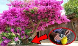 Đây là 3 món hoa giấy thích 'ăn' nhất, đổ một ít vào gốc là lá xanh mướt, hoa tuôn như suối