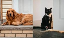 Người xưa nói: 'Lợn đến nhà thì nghèo, chó đến nhà thì phú, mèo đến nhà ắt có tang', tại sao lại như vậy?