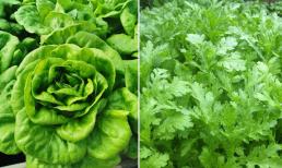 6 loại rau xanh không lo thuốc trừ sâu vừa tốt cho sức khỏe vừa sạch