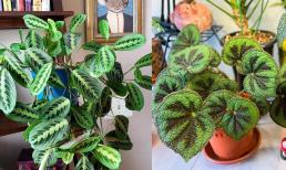 6 loại cây cảnh cực dễ trồng, hễ thả xuống đất hoặc nước là sống, phát triển tươi tốt quanh năm